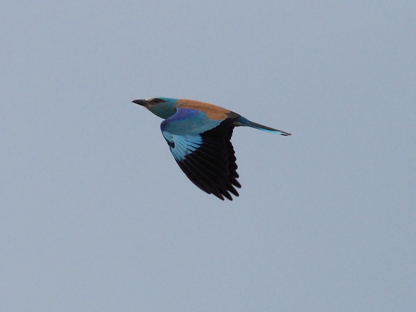 Ghiandaia marina (Coracias garrulus)